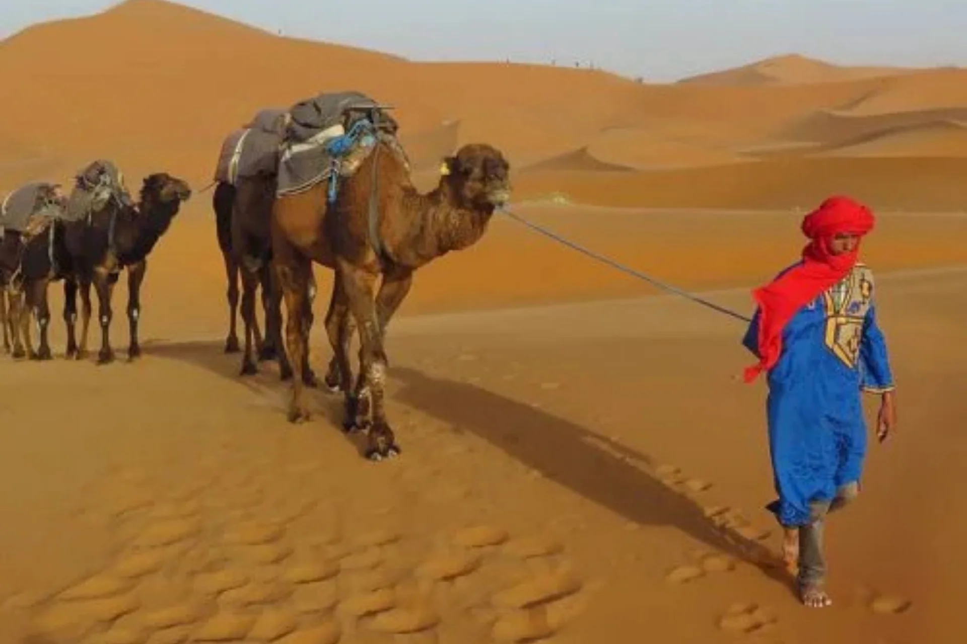 Bedouin guide leading a camel caravan through the Morocco desert.