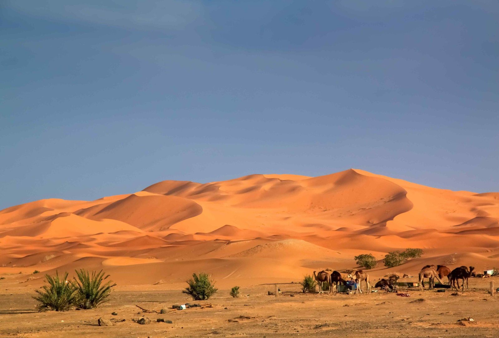 camels-at-the-dunes-2025-01-10-04-15-34-utc_11zon